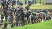 korem tanam padi